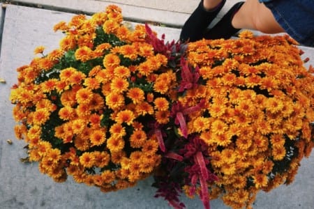 Orange colored flowers in the fall outdoors