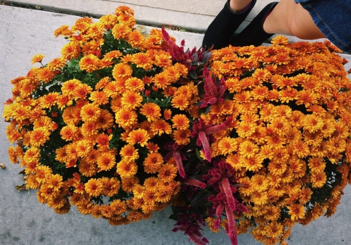IMG_0802 Orange colored flowers in the fall outdoors