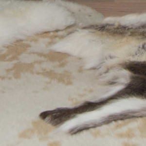 close up of an animal fur rug